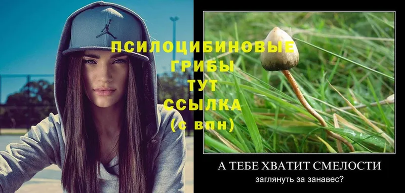 Галлюциногенные грибы Psilocybe  где продают   Бузулук 